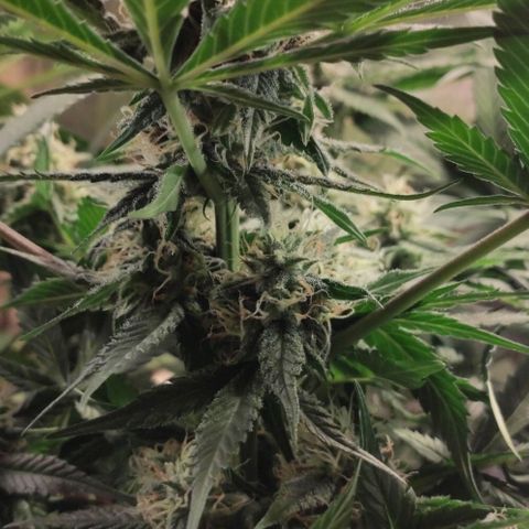 Red Critical Auto growlog timeline photo