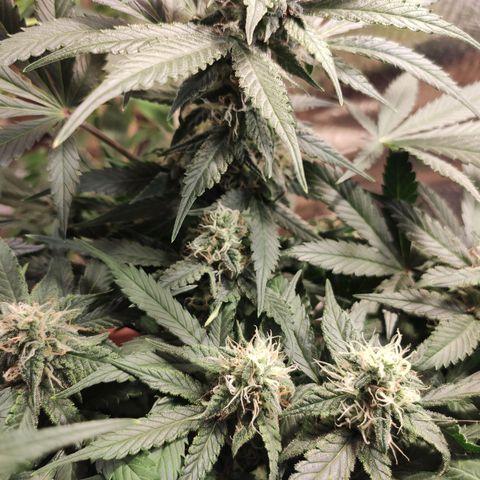Red Critical Auto growlog timeline photo