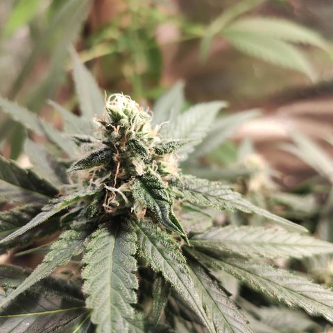 Red Critical Auto growlog timeline photo