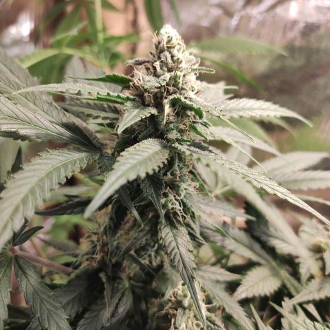 Red Critical Auto growlog timeline photo