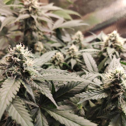 Red Critical Auto growlog timeline photo