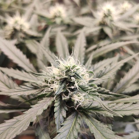 Red Sugar Auto growlog timeline photo