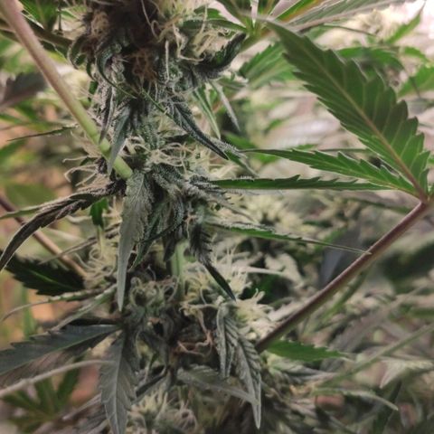 Red Sugar Auto growlog timeline photo