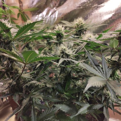 Red Sugar Auto growlog timeline photo