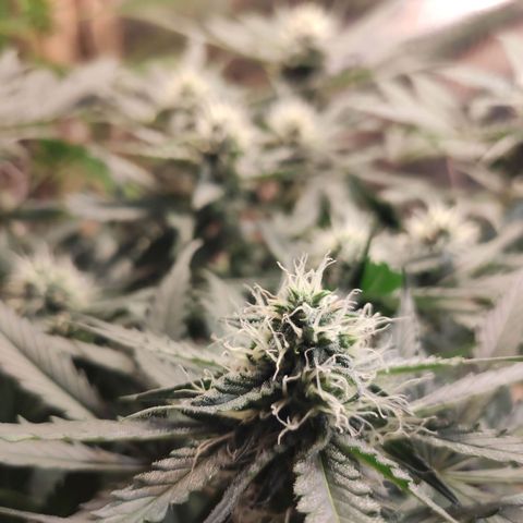 Red Sugar Auto growlog timeline photo