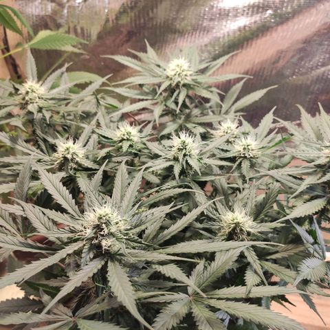Red Sugar Auto growlog timeline photo