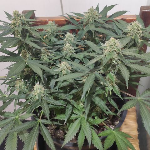 Red Critical Auto growlog timeline photo