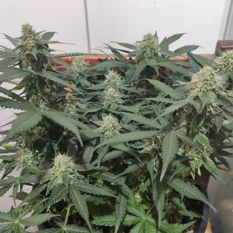 Red Critical Auto growlog timeline photo