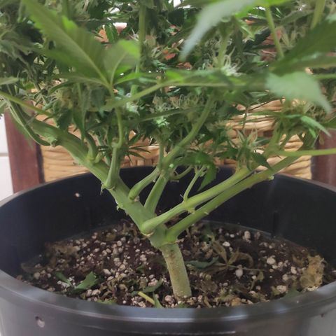 Red Critical Auto growlog timeline photo