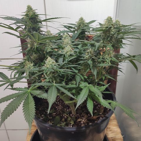 Red Critical Auto growlog timeline photo