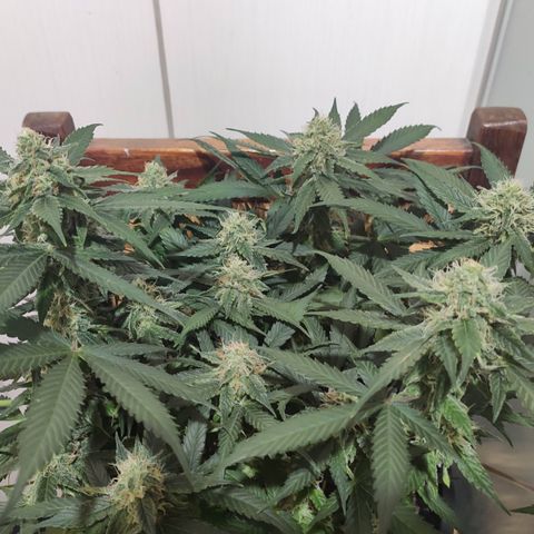 Red Critical Auto growlog timeline photo