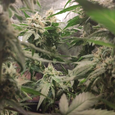 Red Critical Auto growlog timeline photo