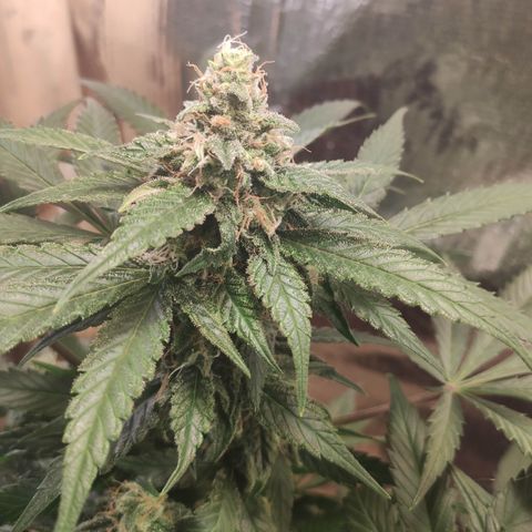Red Critical Auto growlog photo: Antes e depois Desfoleamento 