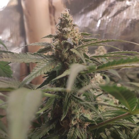 Red Critical Auto growlog photo: Antes e depois Desfoleamento 