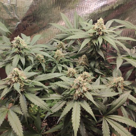 Red Critical Auto growlog photo: Antes e depois Desfoleamento 
