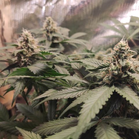 Red Critical Auto growlog photo: Antes e depois Desfoleamento 