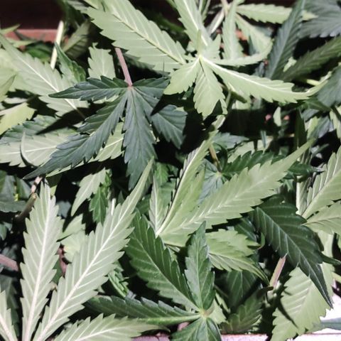 Red Critical Auto growlog photo: Antes e depois Desfoleamento 