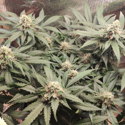 Red Critical Auto growlog photo: Antes e depois Desfoleamento 