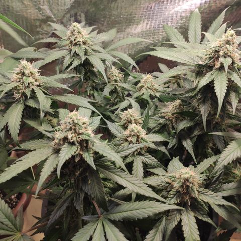 Red Critical Auto growlog photo: Antes e depois Desfoleamento 