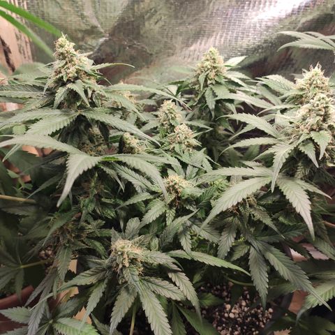 Red Critical Auto growlog photo: Antes e depois Desfoleamento 