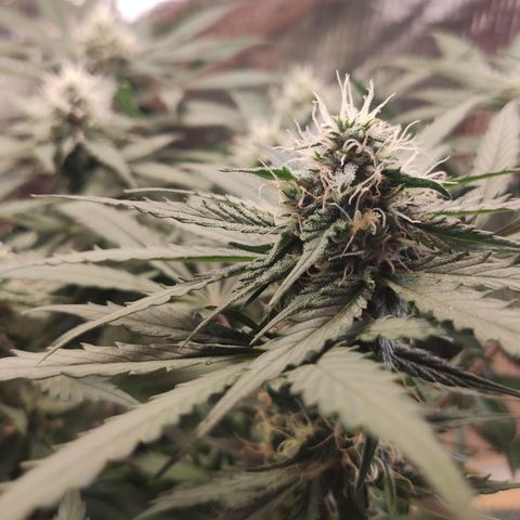 Red Sugar Auto growlog photo: Antes e depois Desfoleamento
