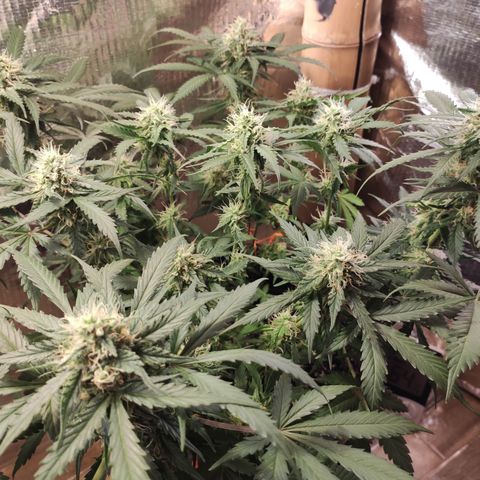 Red Sugar Auto growlog photo: Antes e depois Desfoleamento