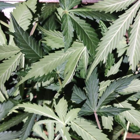 Red Sugar Auto growlog photo: Antes e depois Desfoleamento