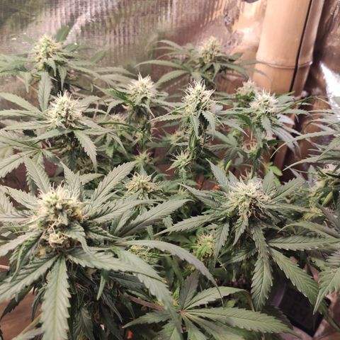 Red Sugar Auto growlog photo: Antes e depois Desfoleamento