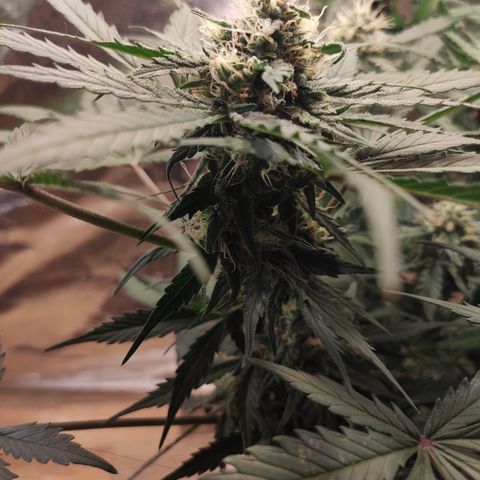 Red Sugar Auto growlog photo: Antes e depois Desfoleamento