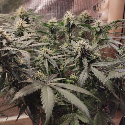 Red Sugar Auto growlog photo: Antes e depois Desfoleamento