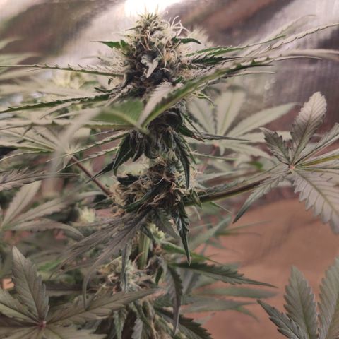 Red Sugar Auto growlog photo: Antes e depois Desfoleamento