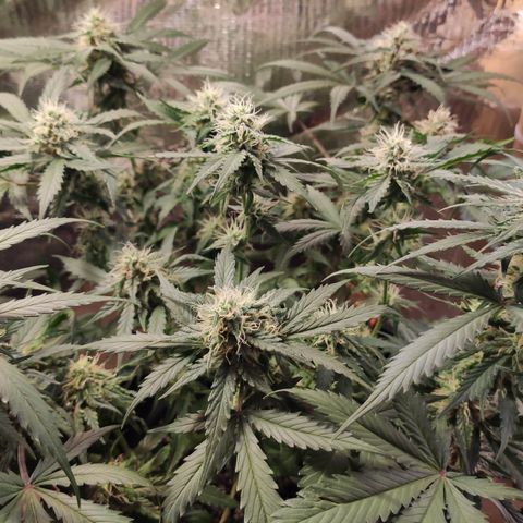 Red Sugar Auto growlog photo: Antes e depois Desfoleamento