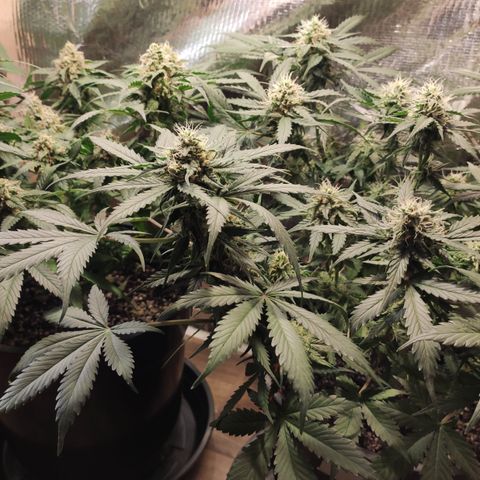 Red Critical Auto growlog timeline photo