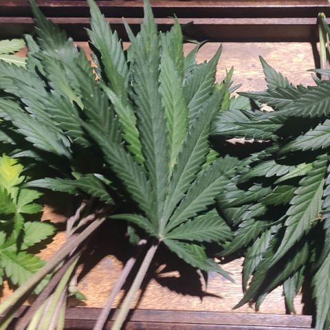 Red Critical Auto growlog timeline photo