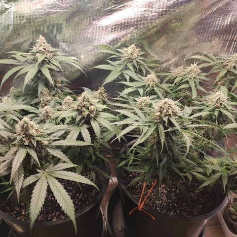 Red Critical Auto growlog timeline photo