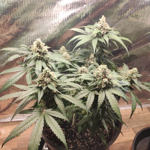 Red Critical Auto growlog timeline photo