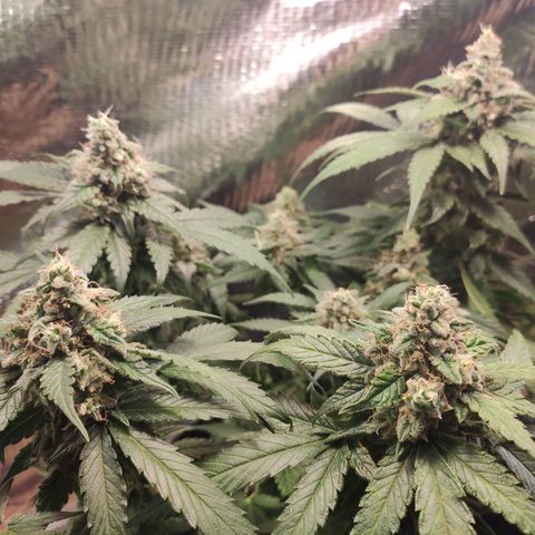 Red Critical Auto growlog timeline photo