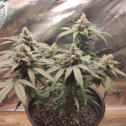 Red Critical Auto growlog timeline photo