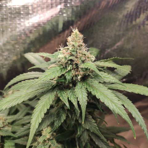 Red Critical Auto growlog timeline photo