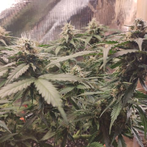 Red Sugar Auto growlog timeline photo
