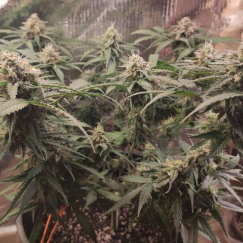 Red Sugar Auto growlog timeline photo