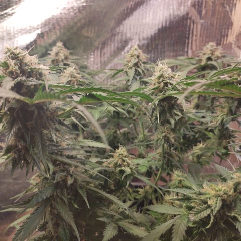 Red Sugar Auto growlog timeline photo