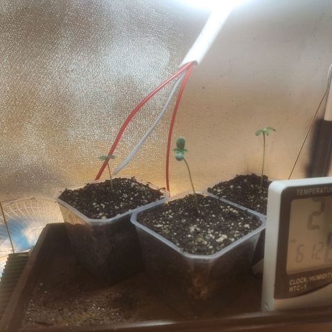 Deimos Caramel growlog timeline photo