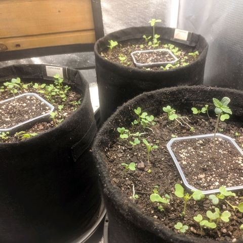 Deimos Caramel growlog photo: Troca luz QBoard 30%