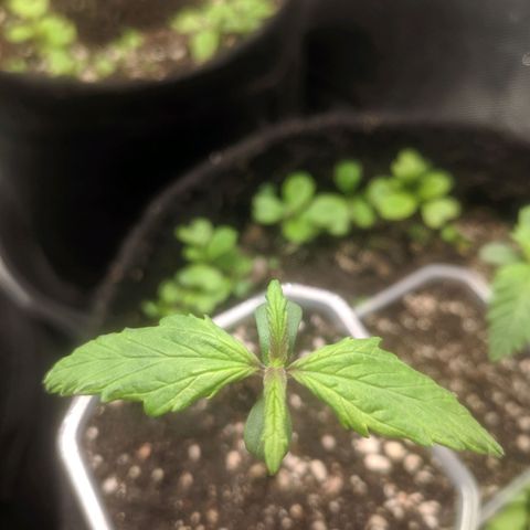 Deimos Caramel growlog photo: Purple leaves: Cold, Light.
QB 30%
