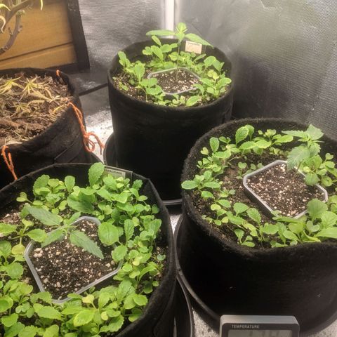 Deimos Caramel growlog photo: QB 40%
