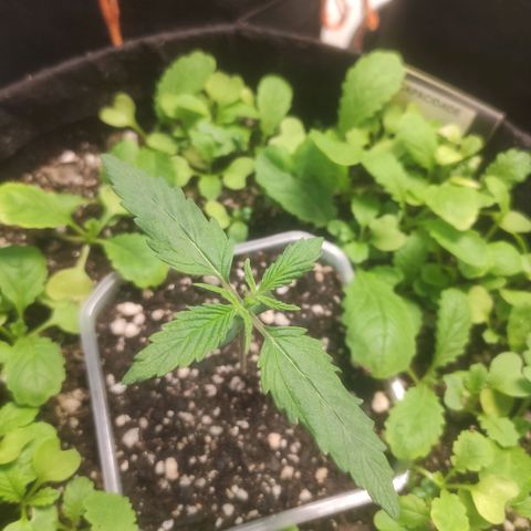 Deimos Caramel growlog photo: QB 40%
