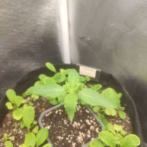 Deimos Caramel growlog photo: QB 40%
