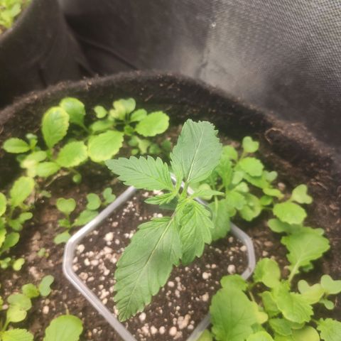 Deimos Caramel growlog photo: QB 40%
