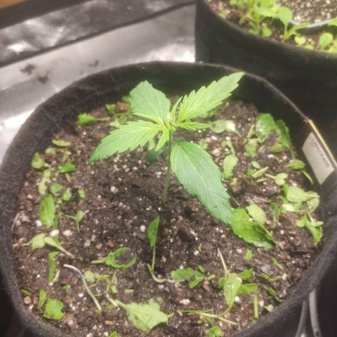 Deimos Caramel growlog photo: First Transplant
